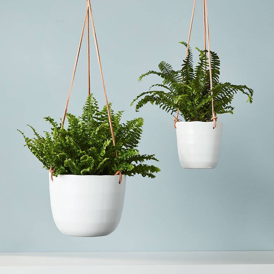 Best Plants For Hanging Planters