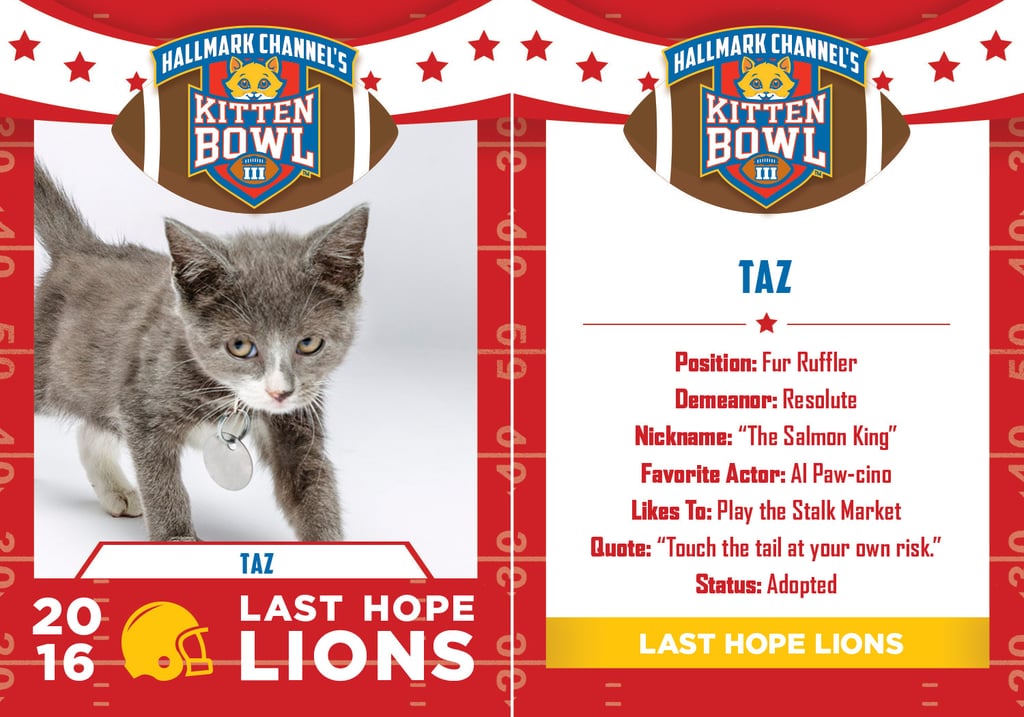 Kitten Bowl 2016