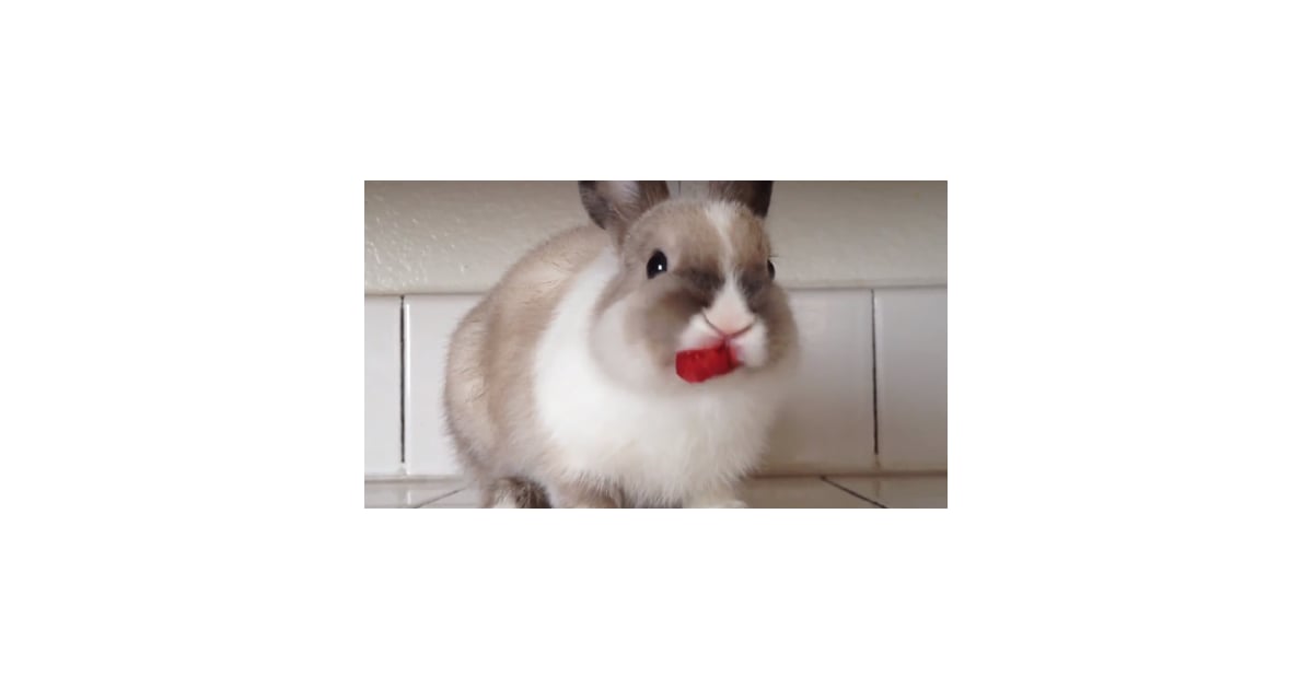 Bunny Eating Raspberries Video POPSUGAR Pets