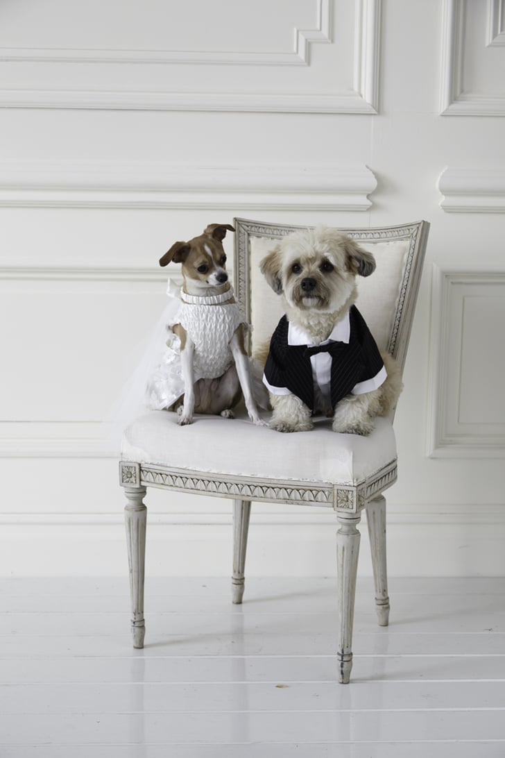 Wedding Clothes For Dogs Popsugar Pets