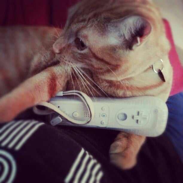 "Can't you see I'm busy?" 
Source: Instagram user beckiroo