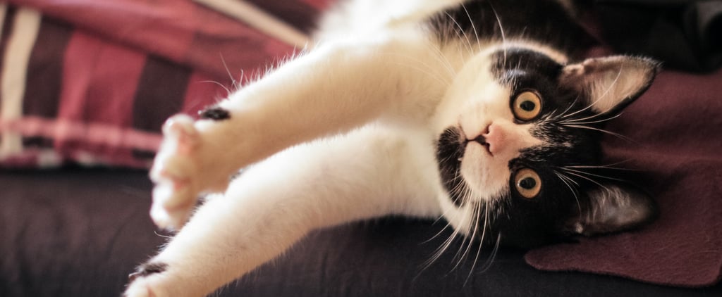 What to Do For an Overweight Pet