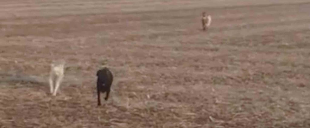 Dog Returns Home With Goat and Lab After Running Away