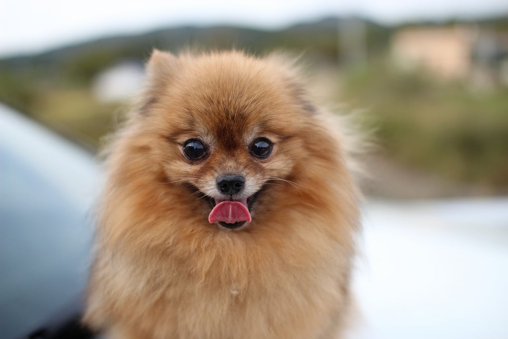 Cute Pomeranian Pictures