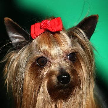 Pictures of Dog Hairstyles