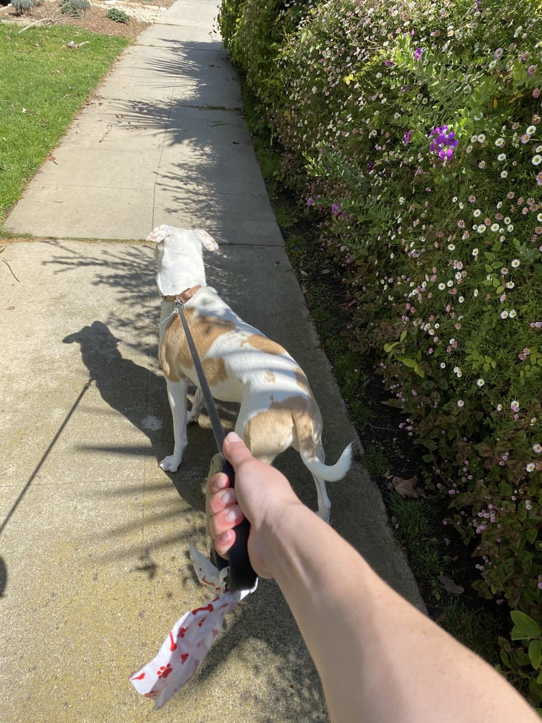 Sydney and Tank Go For a Walk