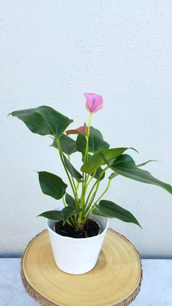 Pink Anthurium