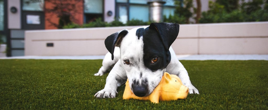 Things Dogs Shouldn't Eat