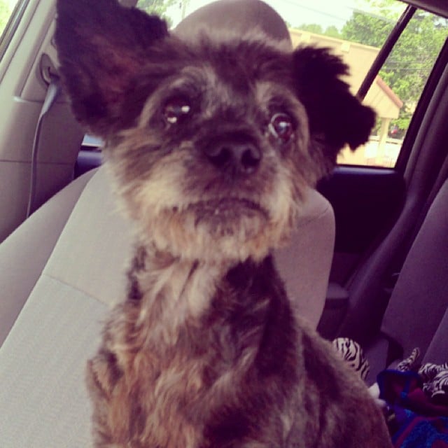 Dying Dog Is Adopted