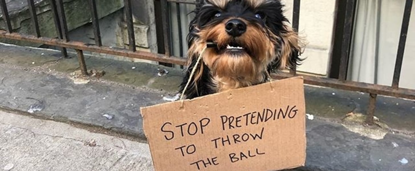 Dog With Sign Is The Canine Version Of Dude With Sign Meme
