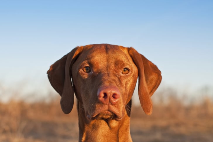 V Shaped Ears Pictures Of Common Ear Shapes For Dogs