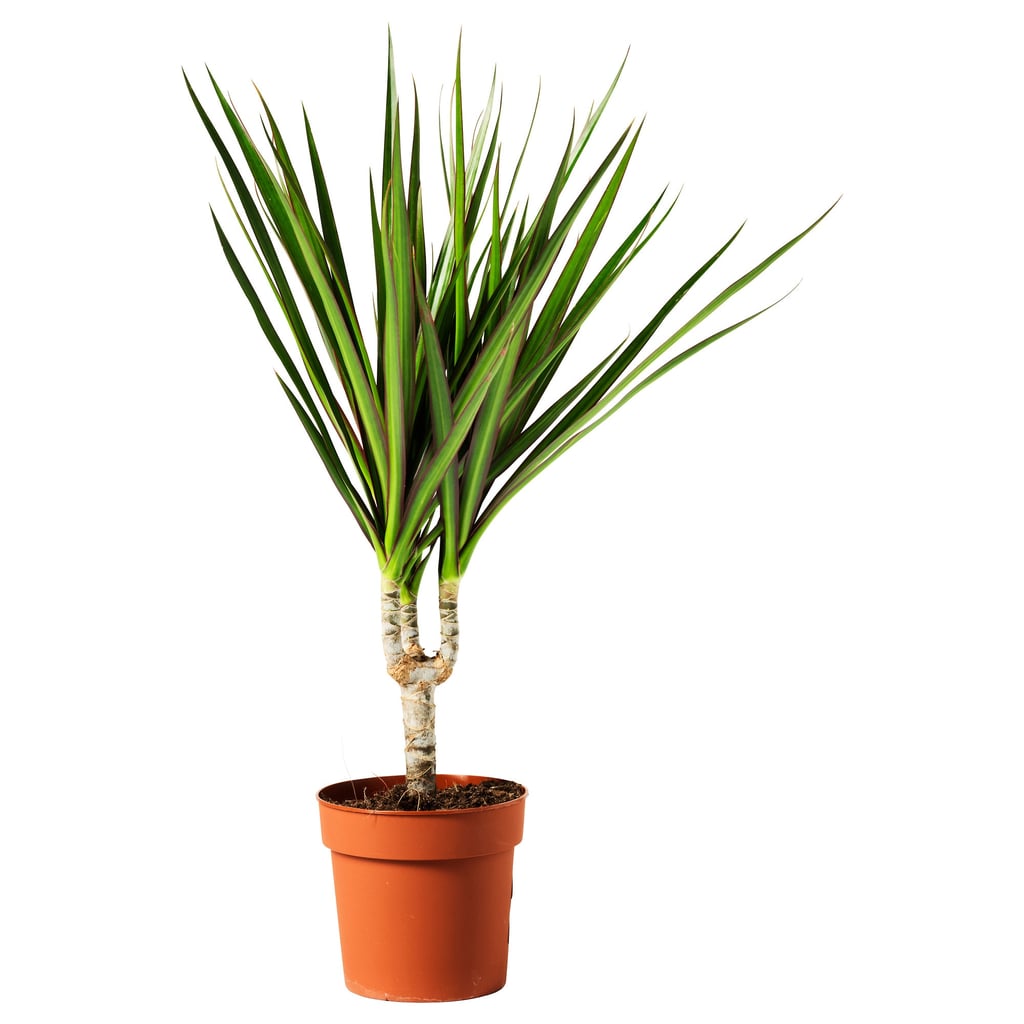 Dracaena Marginata Potted Plant