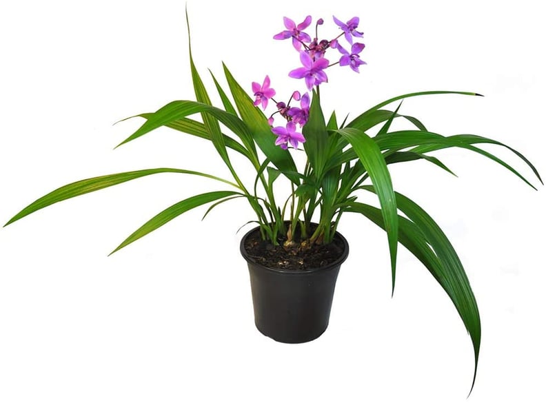 Orchid Plant