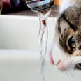 I Cannot Figure Out Why My Cat Begs For Water From the Sink, So I Asked 2 Vets