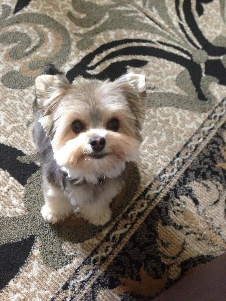 Photo Doggies For Anthony Facebook Movement