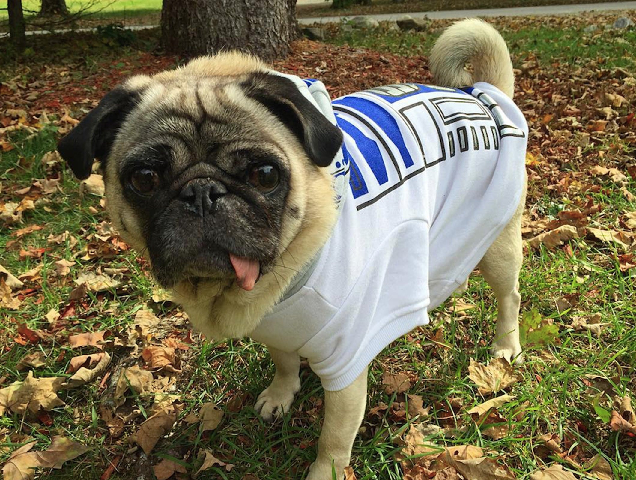Dog star store wars costume