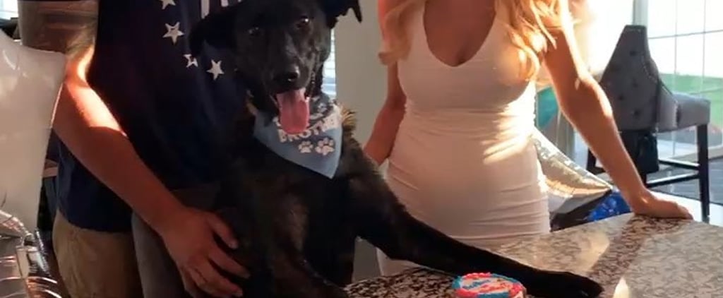 Dog Eating Gender Reveal Cake