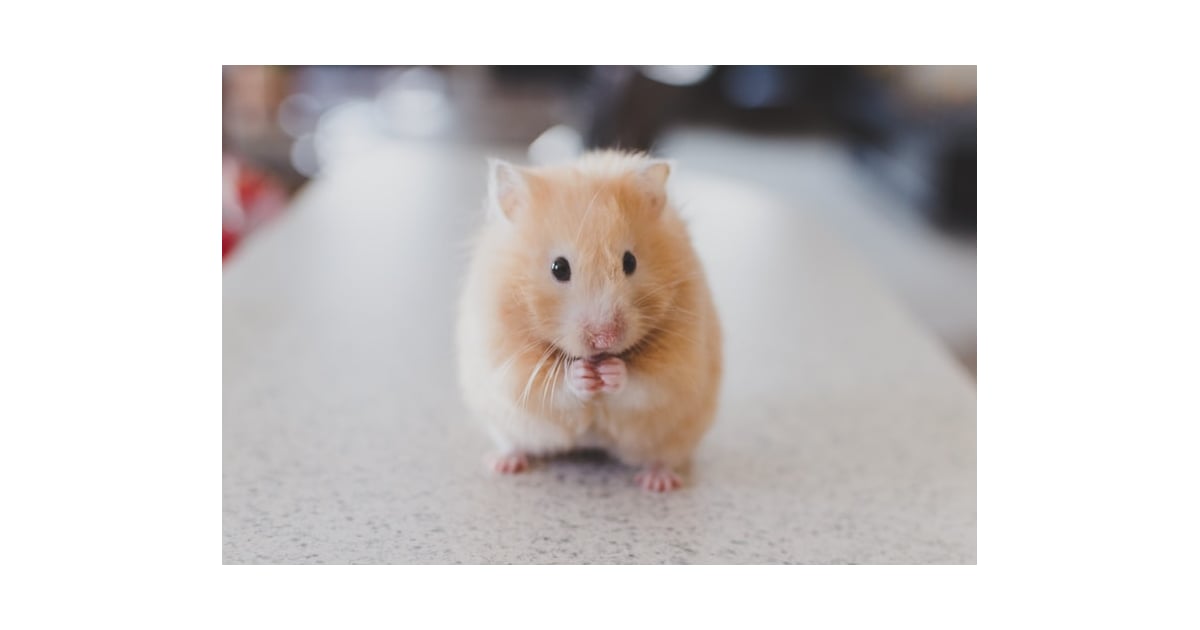 Hamsters 12 of the Best Pets for Busy College Students POPSUGAR UK
