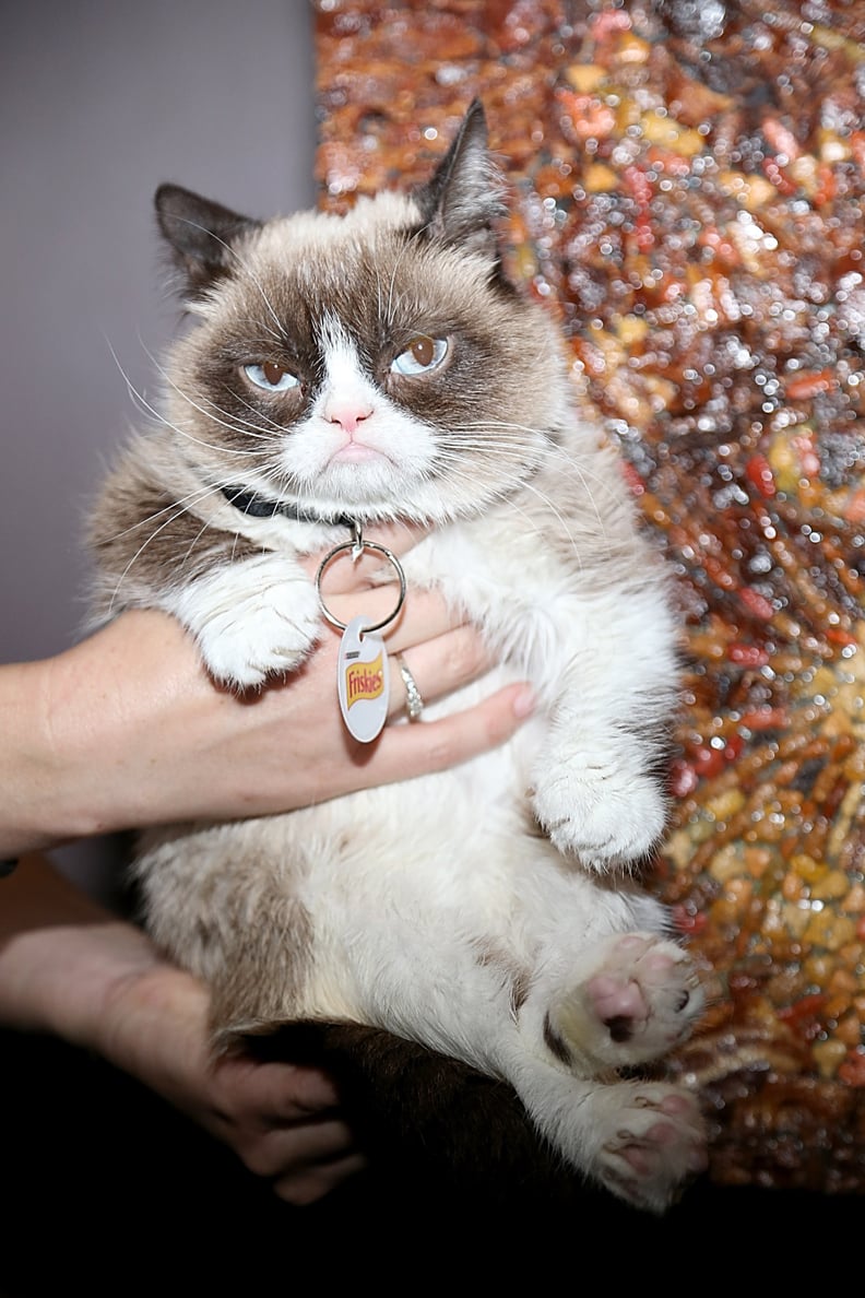 Grumpy Cat