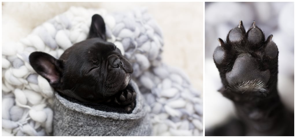 Newborn Photo Shoot With French Bulldog Puppy