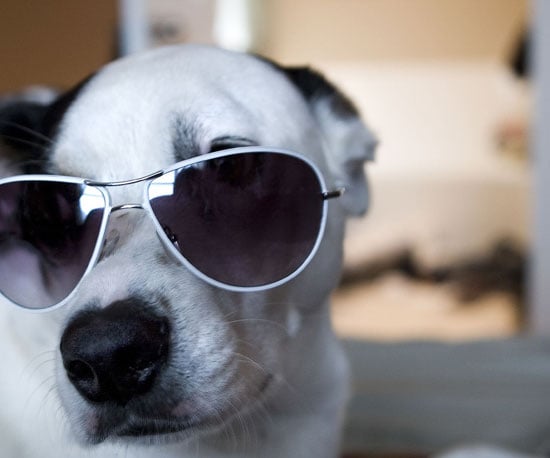 Dog wearing shades on sale