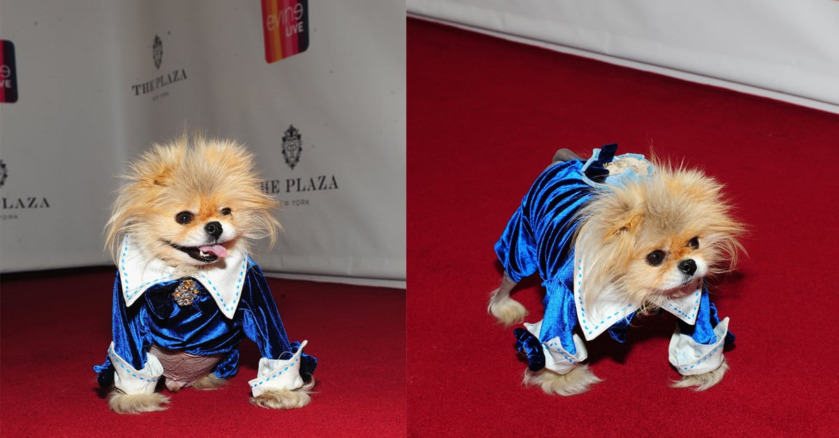 Lisa Vanderpump s Dog Giggy on Red Carpet POPSUGAR Pets
