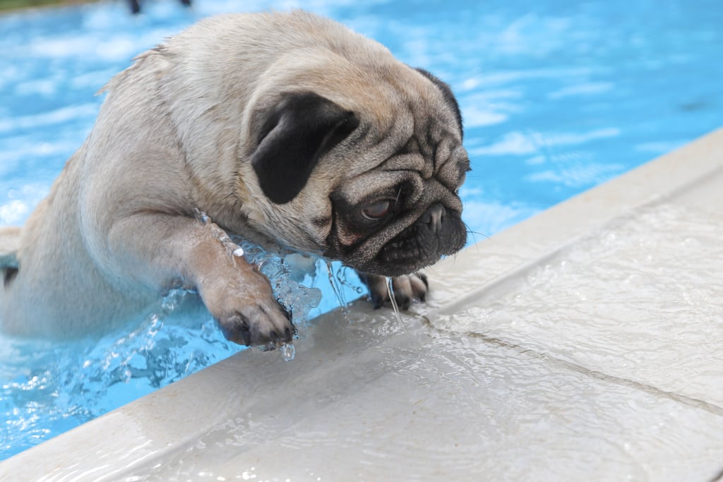 Cute Pictures of Pugs