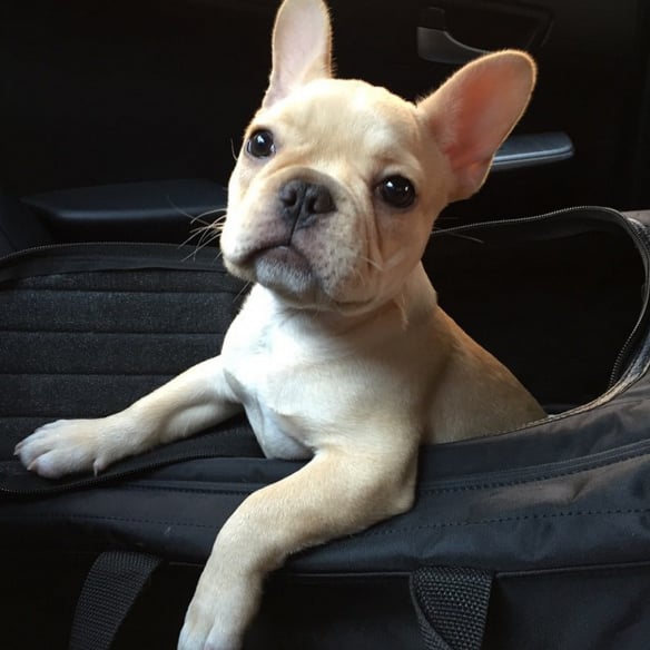 "My little handsome devil I'm coming home for you. Oh how I've missed you so 🐶😍 #beau (the little naughty)"
