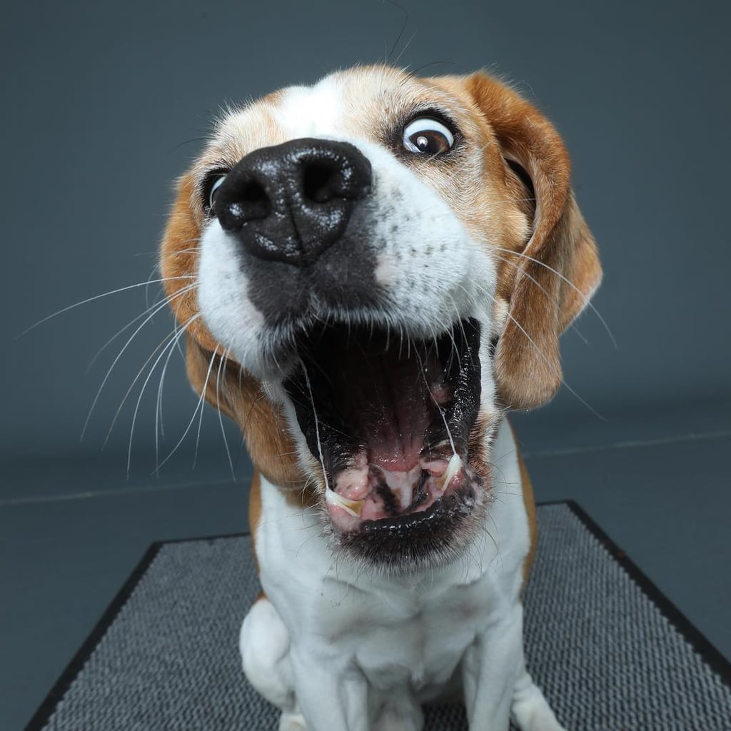 Dogs Catching Treats Photo Series