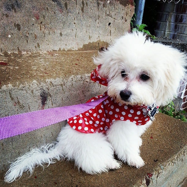 Polka-Dot Puppy