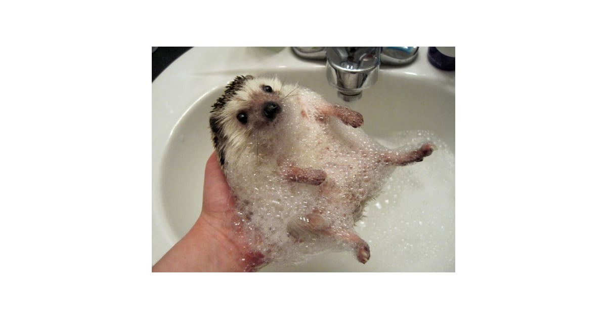 Hedgehog Bath Time Photos That Will Totally Make You Happy POPSUGAR