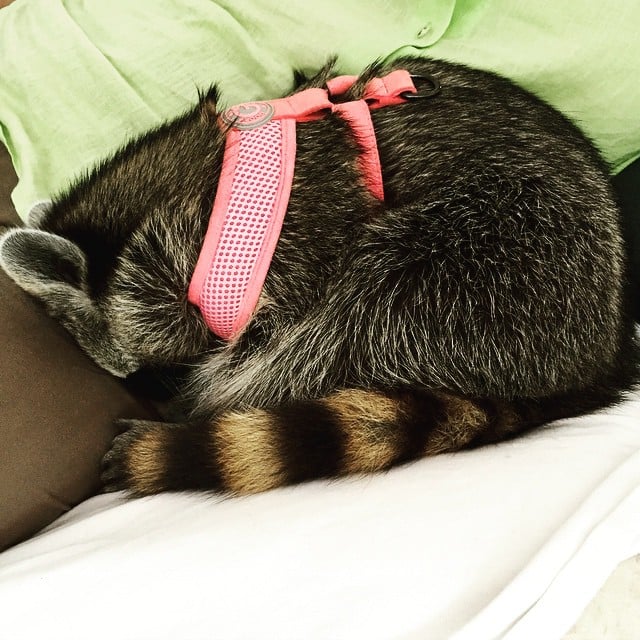 Raccoon That Lives With Dogs | Instagram