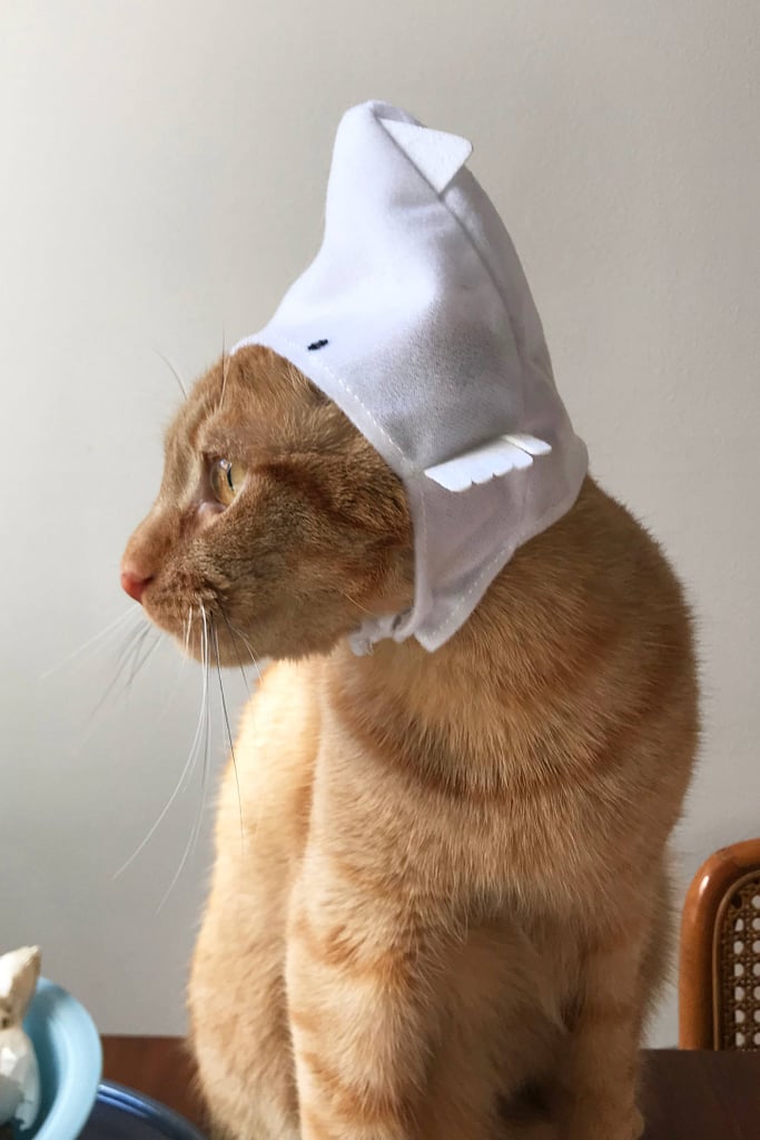 Assorted Cat Cap ($8)