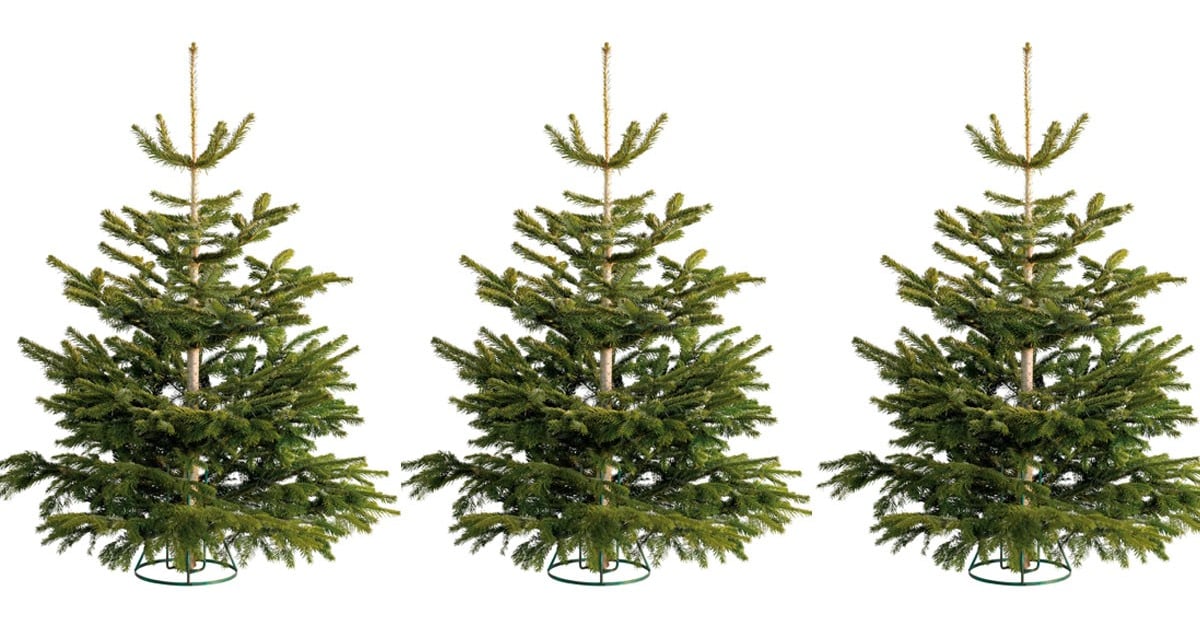 Cheap Lidl Christmas Tree POPSUGAR Smart Living UK