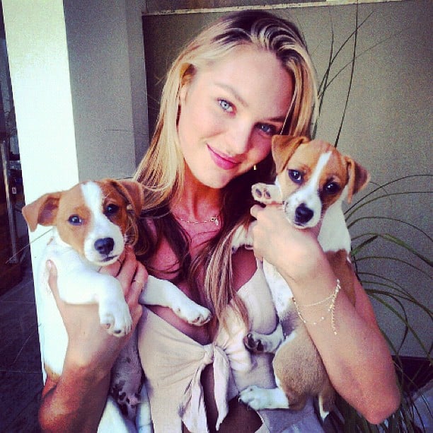 Candice Swanepoel's Jack Russell terriers are too cute for words! Both Milo and Luna have been with Candice since they were born, and they've also been featured in many a Victoria's Secret campaign with the Angel.
Source: Instagram user angelcandices