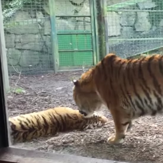 Tiger Woken From Nap | Video