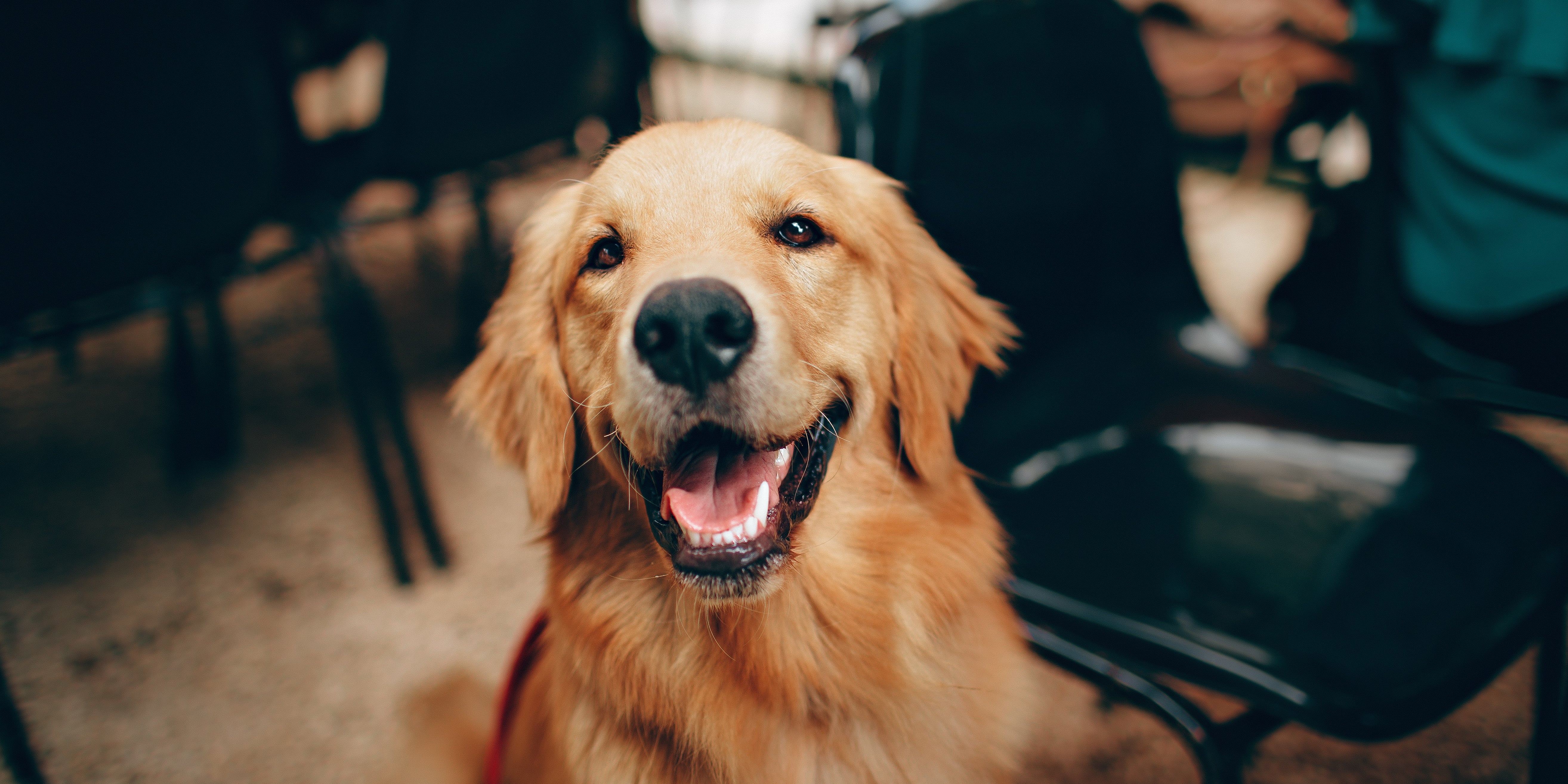 Golden retriever cataracts 2025