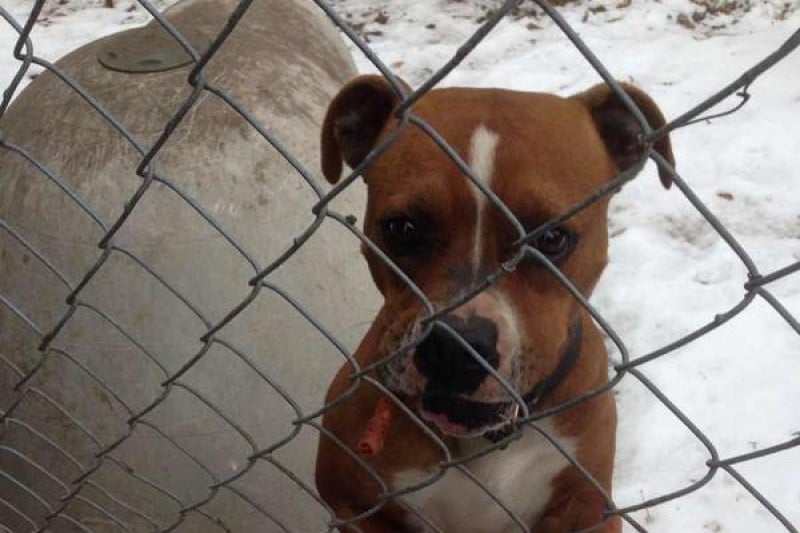 The dog that was neglected