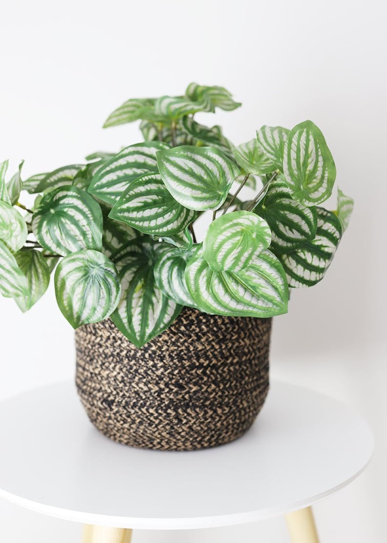 Peperomia Green Plant