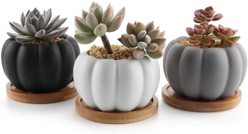 Modern Pumpkin Design Succulent Plant Pots