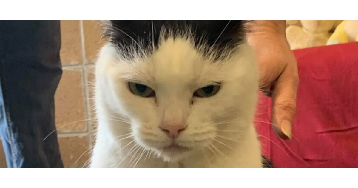 North Carolina Cat Is a "Jerk" Ready to Be Adopted POPSUGAR Pets