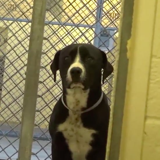 Dog Does Happy Dance After Being Rescued
