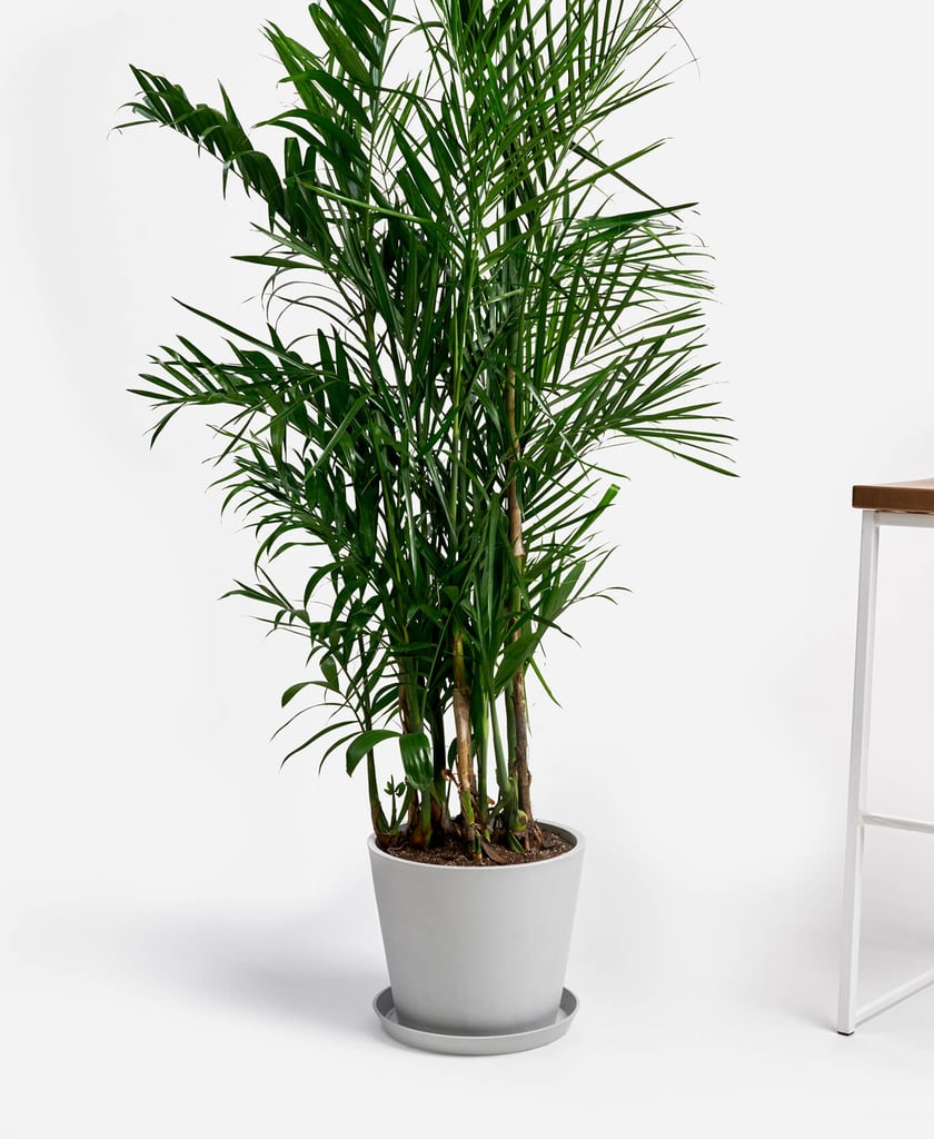 Potted Bamboo Palm Indoor Plant