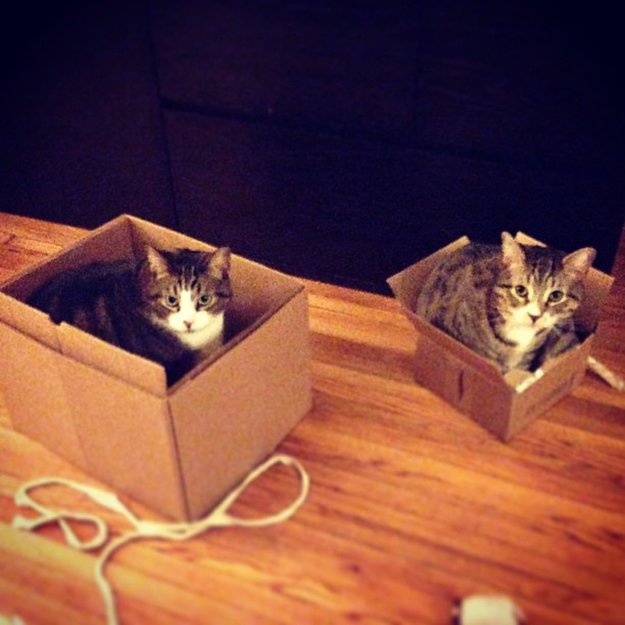 Cats in Cardboard Boxes POPSUGAR Pets