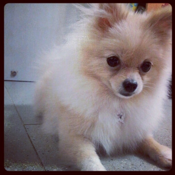 I M Insta Cute Cute Pomeranian Pictures Popsugar Pets