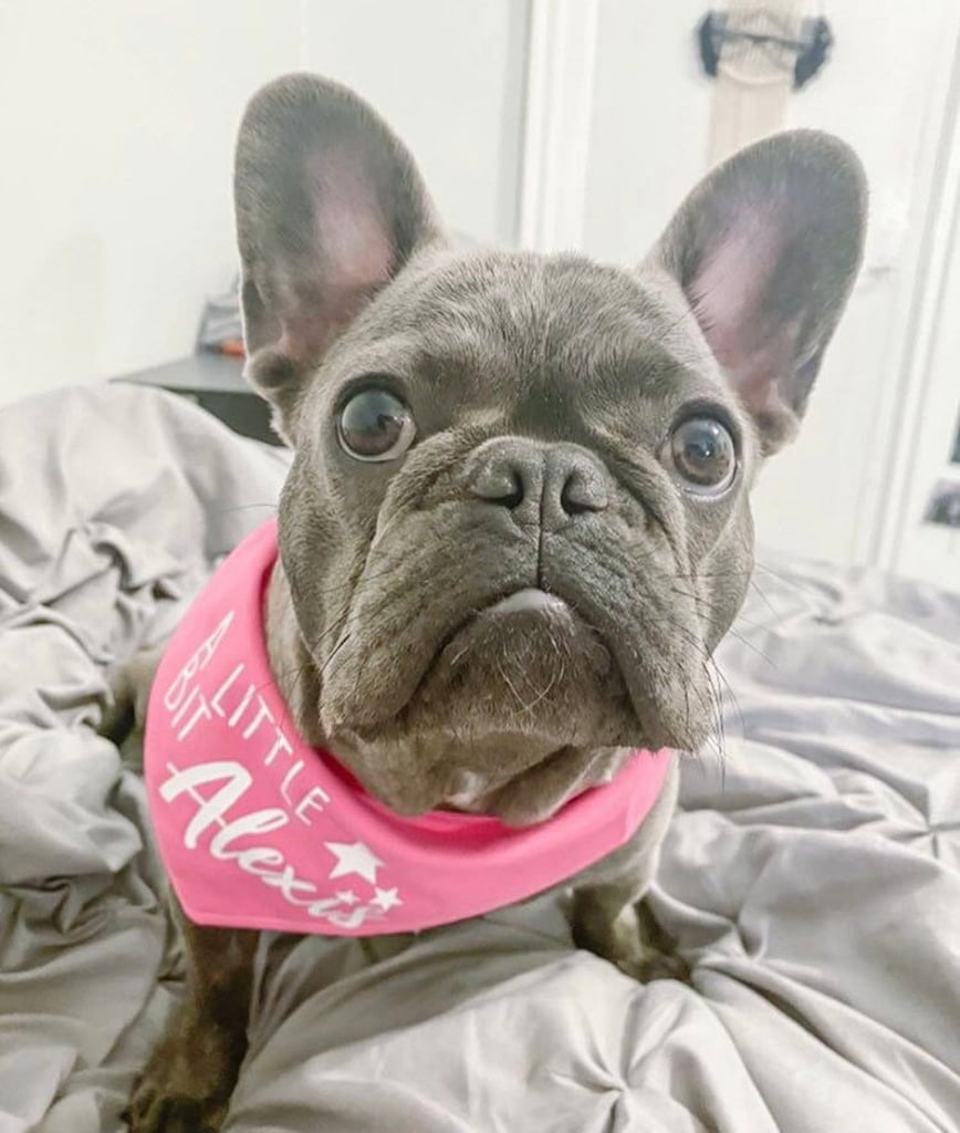 Schitt's Creek A Little Bit Alexis Dog Bandana