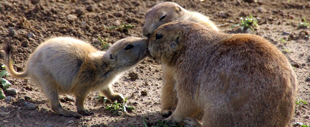 Pets Kissing | Pictures