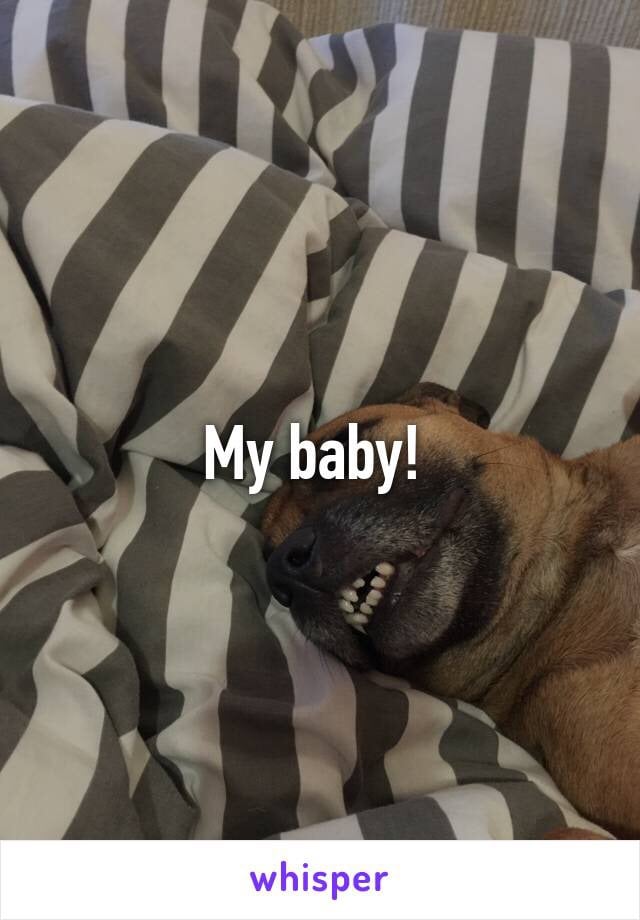 Dog-Lovers on Whisper