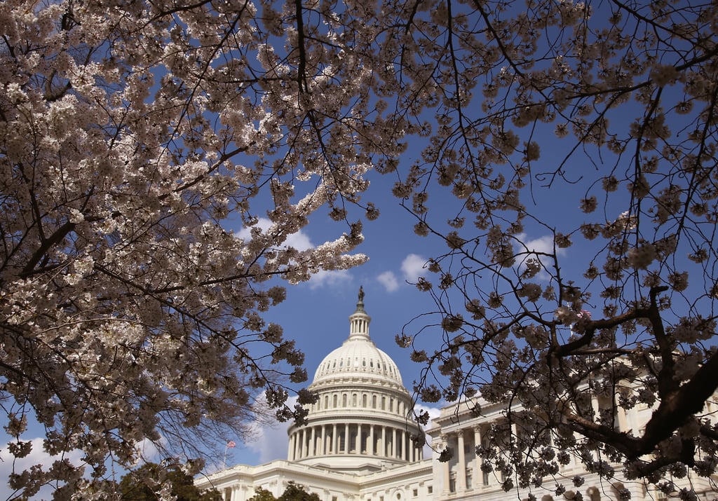 Washington DC Cherry Blossoms