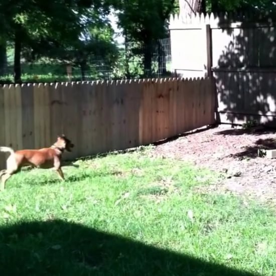 Dog Jumping Over Fence | Video